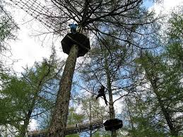 Image result for Go Ape! Whinlatter