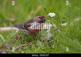 Attēlu rezultāti vaicājumam “Carduelis flammea male”
