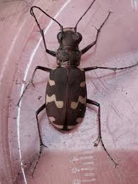 Attēlu rezultāti vaicājumam “Cicindela hybrida”