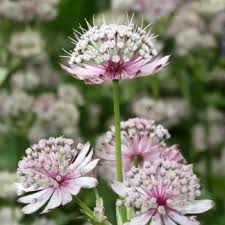 Image result for Echinacea Lustre hybrids
