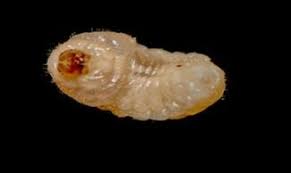 Attēlu rezultāti vaicājumam “Anthribus nebulosus”