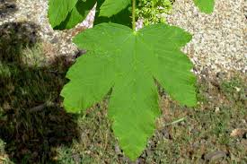 Attēlu rezultāti vaicājumam “Acer pseudoplatanus”