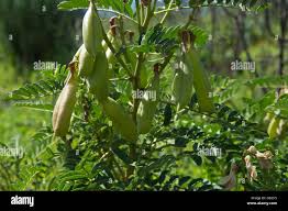 Attēlu rezultāti vaicājumam “Robinia pseudoacacia fruit”