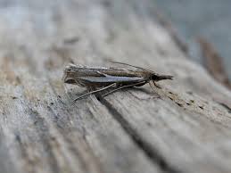 Attēlu rezultāti vaicājumam “Crambus hamella”