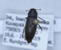 Attēlu rezultāti vaicājumam “Xylita laevigata”