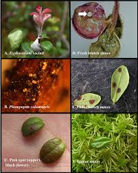 Attēlu rezultāti vaicājumam “Exobasidium vaccinii”