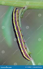 Attēlu rezultāti vaicājumam “Ceramica pisi larva”