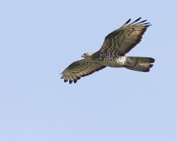 Attēlu rezultāti vaicājumam “Pernis apivorus adult”