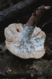 Attēlu rezultāti vaicājumam “Hypomyces armeniacus”