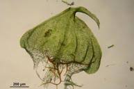 Attēlu rezultāti vaicājumam “Palustriella”