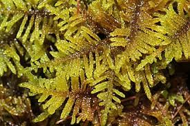 Attēlu rezultāti vaicājumam “Palustriella commutata sporophyte”