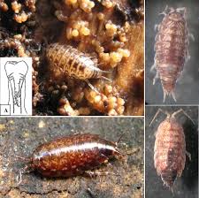 Attēlu rezultāti vaicājumam “Oniscoidea”
