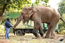 Image result for sad elephant