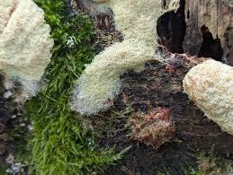 Attēlu rezultāti vaicājumam “Fuligo septica var. candida”