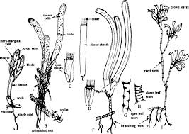 Attēlu rezultāti vaicājumam “Hydrocharitaceae”