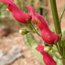 Attēlu rezultāti vaicājumam “Scrophularia umbrosa flower”