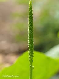Attēlu rezultāti vaicājumam “Plantago major”