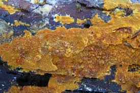 Attēlu rezultāti vaicājumam “Crustoderma dryinum”