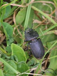 Attēlu rezultāti vaicājumam “Dorcus parallelopipedus”