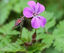 Attēlu rezultāti vaicājumam “Geranium robertianum”