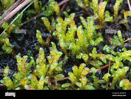 Attēlu rezultāti vaicājumam “Scorpidium scorpioides”