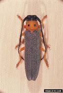 Attēlu rezultāti vaicājumam “Oberea oculata”