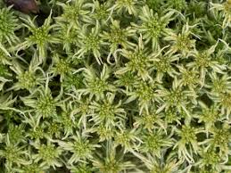 Attēlu rezultāti vaicājumam “Sphagnum angustifolium”