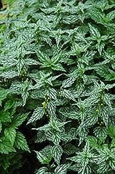 Attēlu rezultāti vaicājumam “Lamiastrum galeobdolon bud”