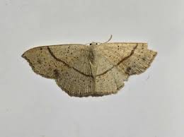 Attēlu rezultāti vaicājumam “Cyclophora punctaria”