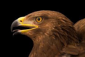 Attēlu rezultāti vaicājumam “Aquila pomarina”