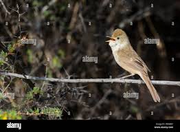 Image result for Acrocephalus aedon