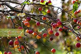 Attēlu rezultāti vaicājumam “Malus prunifolia fruit”
