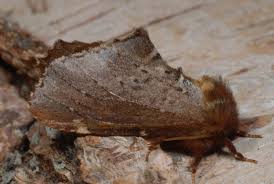 Attēlu rezultāti vaicājumam “Odontosia carmelita”