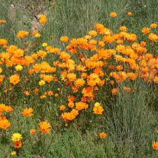 Image result for Dimorphotheca sinuata