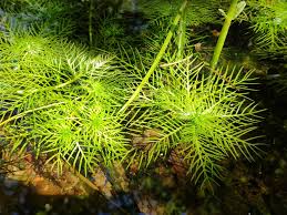 Attēlu rezultāti vaicājumam “Hottonia palustris”