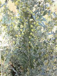 Image result for Artemisia absinthium