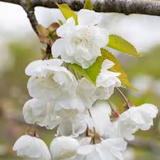 Attēlu rezultāti vaicājumam “Prunus avium flower”