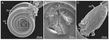 Attēlu rezultāti vaicājumam “Protoschinia scutosa”