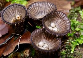 Attēlu rezultāti vaicājumam “Cyathus striatus”