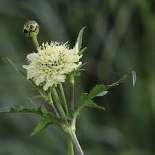 Image result for Scabiosa ochroleuca