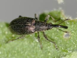 Attēlu rezultāti vaicājumam “Apionidae”