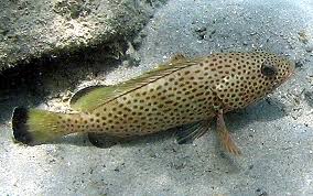 Image result for Epinephelus guttatus