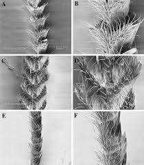 Attēlu rezultāti vaicājumam “Epirranthis diversata upperside”