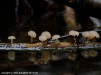 Attēlu rezultāti vaicājumam “Cudoniella clavus”