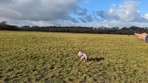 Image result for Greville Smyth Bowls Club