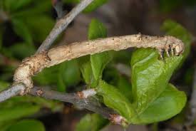 Attēlu rezultāti vaicājumam “Angerona prunaria”