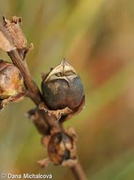 Attēlu rezultāti vaicājumam “Pedicularis sceptrum-carolinum leaf”