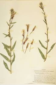 Attēlu rezultāti vaicājumam “Onagraceae”