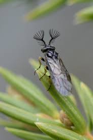 Attēlu rezultāti vaicājumam “Diprionidae”