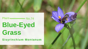 Attēlu rezultāti vaicājumam “Sisyrinchium montanum fruit”